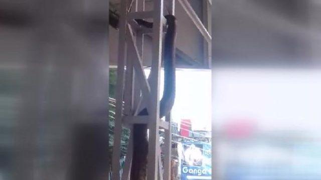 Hindistan’da kaydedilen anakonda videosu viral oldu