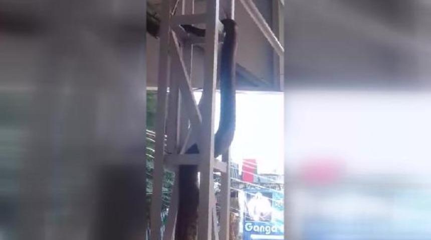 Hindistan&rsquo;da kaydedilen anakonda videosu viral oldu