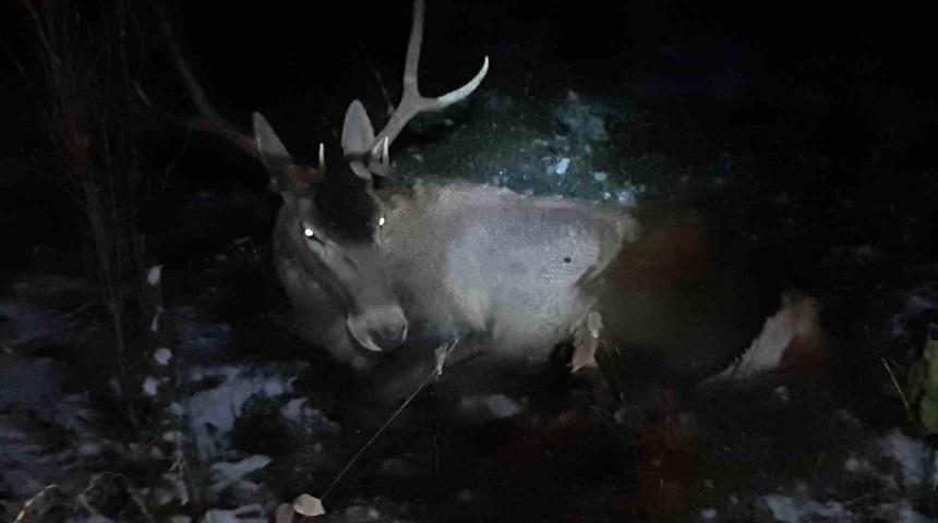 Bolu&rsquo;da aracın &ccedil;arptığı geyik yaralandı