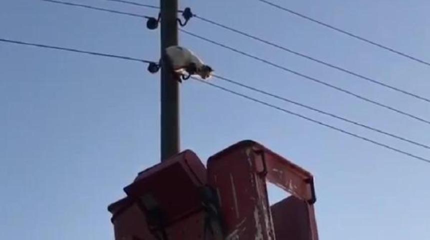 Direkte kalan kediyi UEDAŞ ekipleri kurtardı