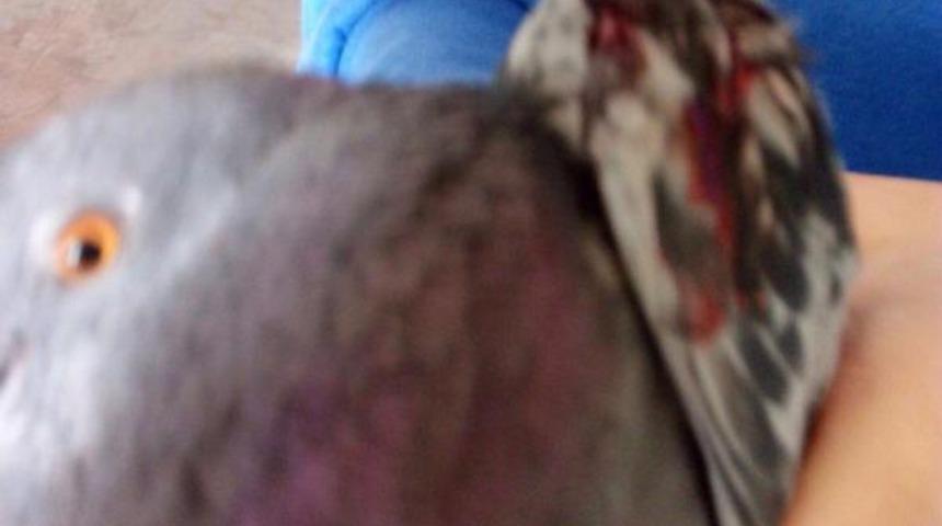 Fabrika m&uuml;d&uuml;r&uuml;ne 'havalı t&uuml;fekle g&uuml;vercin vurma' soruşturması