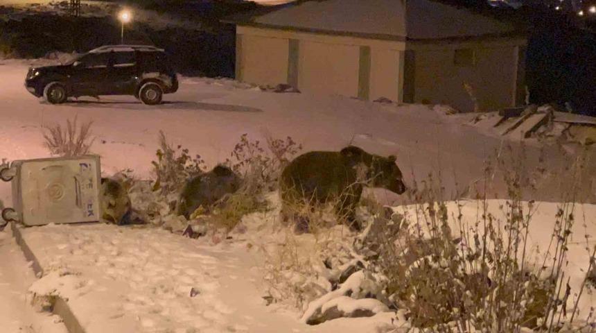 Sarıkamış’ta boz ayılar kış uykusunu unuttu