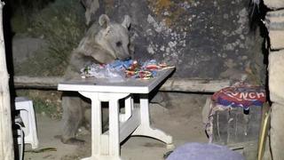 Piknik yapmak için gittiler, sofrayı ayılara bırakıp kaçtılar! Korku dolu anlar kamerada