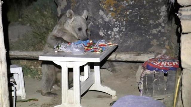 Piknik yapmak için gittiler, sofrayı ayılara bırakıp kaçtılar! Korku dolu anlar kamerada