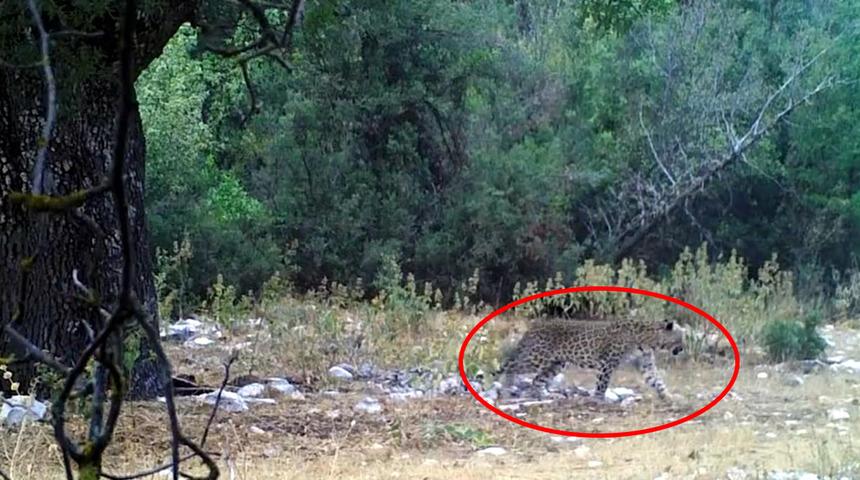 Aylar sonra yeniden ortaya çıktı! İşte görüntüleri heyecan yaratan Anadolu parsı… 