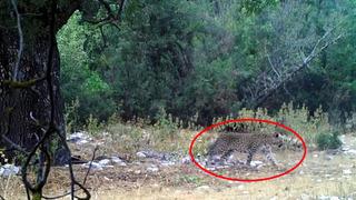 Aylar sonra yeniden ortaya çıktı! İşte görüntüleri heyecan yaratan Anadolu parsı… 