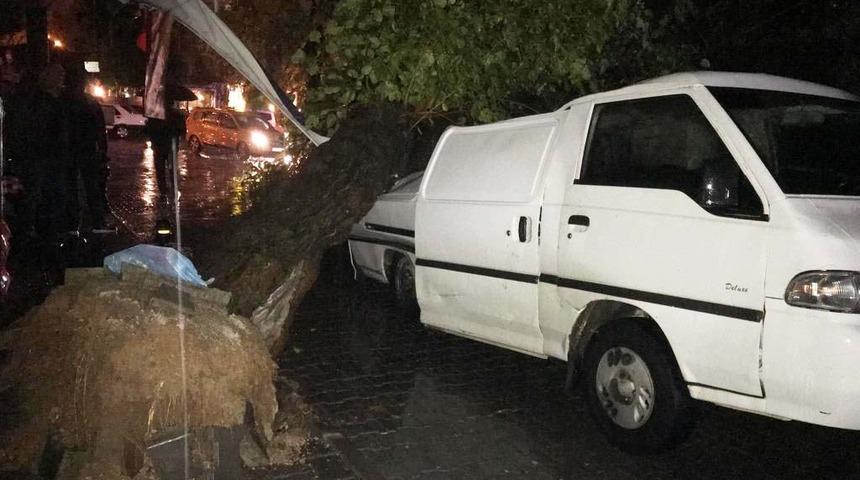 Muğla'da etkili olan sağanakta seyir halindeki minibüsün üzerine ağaç devrildi