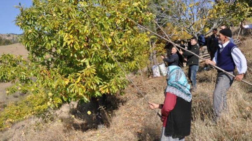 Kestanede zorlu hasat