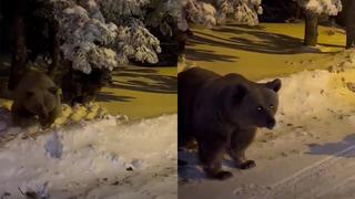 Uludağ'da sinirlenen ayı böyle saldırdı! O anlar kamerada