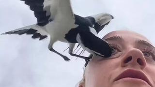 Korkunç anlar! Video çekerken ne olduğunu anlayamadı: Kuş saldırısının faturası ağır oldu!