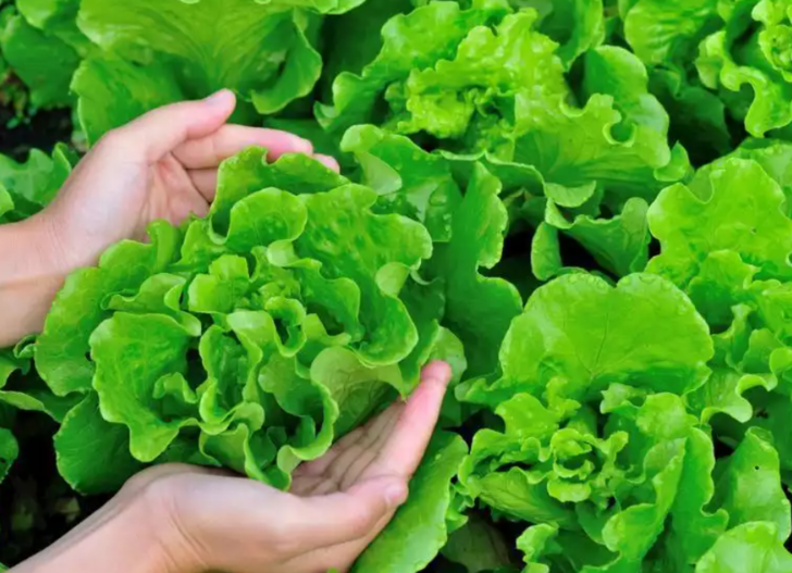 Karaciğer dostu 10 besin: Faydalarını duyan markete koşuyor! G2