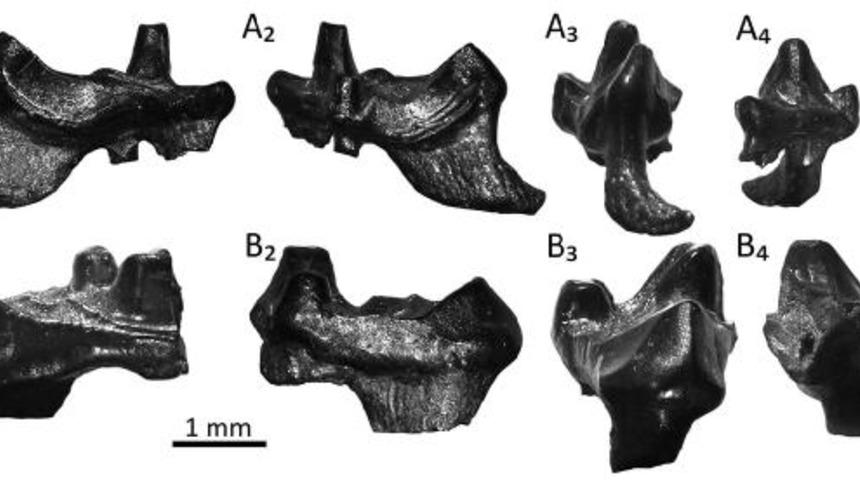 İngiltere'de bulunan kalıntılar memeli hayvan soyunun sırlarını ortaya &ccedil;ıkarıyor