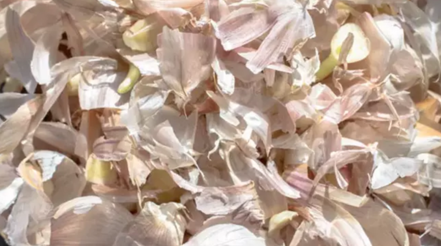 Asıl faydası kabuğunda saklı! Geçmeyen öksürüğü bitiriyor, bağışıklığı tavan yapıyor