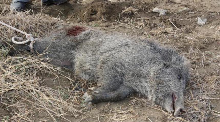 Boş su kuyusuna d&uuml;şen domuz 3 saatte kurtarıldı