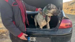 İçişleri Bakanı Yerlikaya duyurdu: Köpek dövüştüren 37 kişi suçüstü yakalandı, 6 köpek kurtarıldı