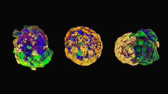 İnsan hücrelerinden minik canlı robotlar yapıldı: Bu bir robot mu, hayvan mı, makine mi?