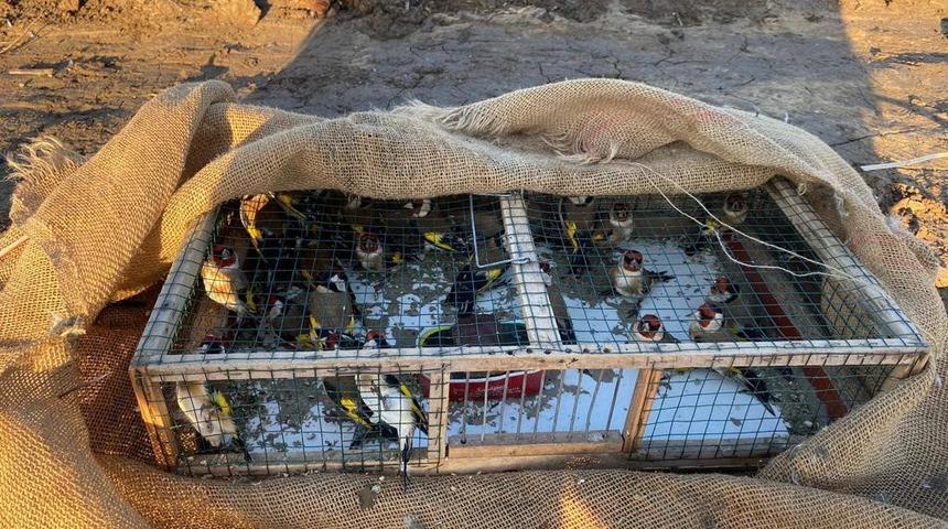 Adana’da kaçak avlanan saka kuşları doğaya salındı