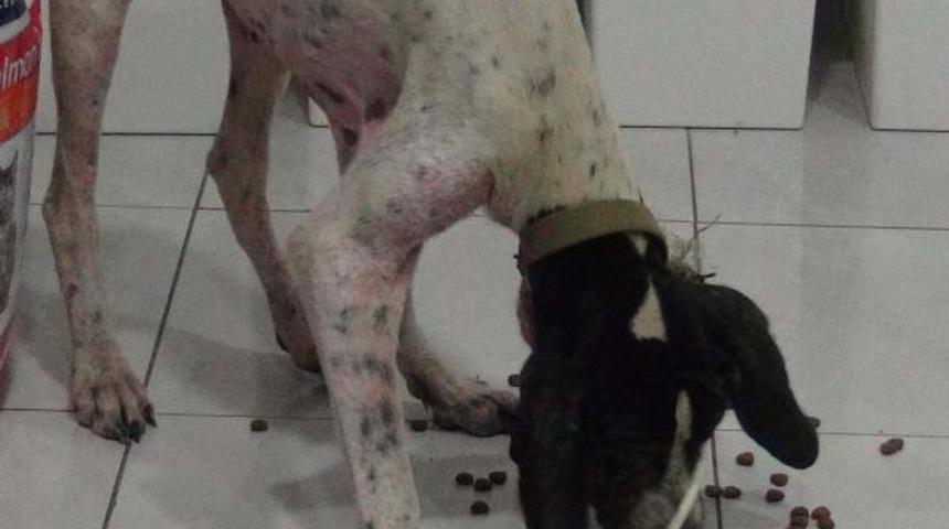 &Ouml;lmek &uuml;zereyken buldukları k&ouml;peği hayat d&ouml;nd&uuml;rd&uuml;ler