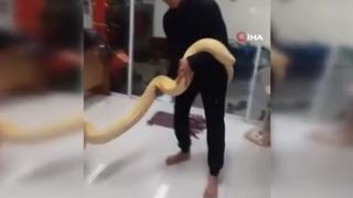 Görüntüler şoke etti! Yaklaşık 4 metrelik dev piton bulundu