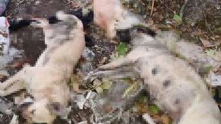 Dehşete düşüren görüntüler! Çok sayıda kedi ve köpek çöplükte ölü bulundu