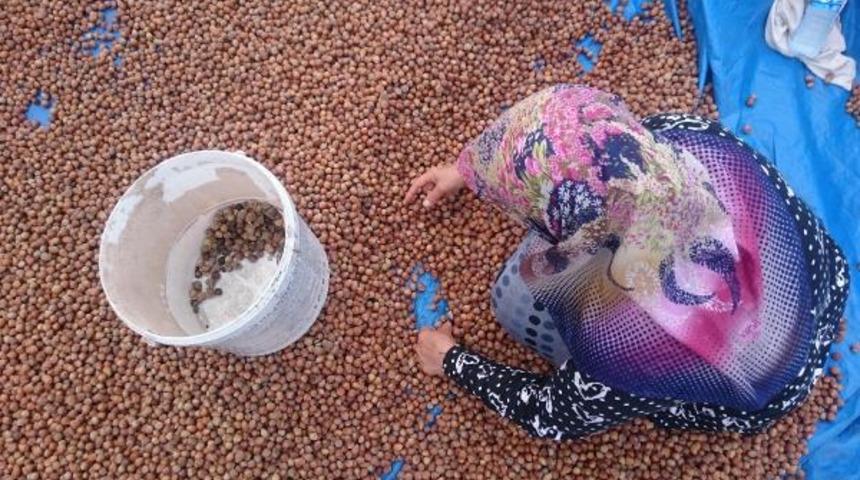 TMO, 107 bin ton fındık alımı yaptı