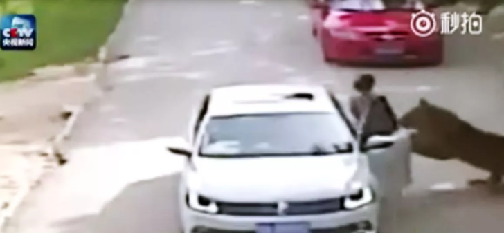 Akılalmaz olay! Kocasıyla tartıştığı sırada arabadan inen kadına kaplan saldırdı... Kaplan sürükleyerek götürdü G1