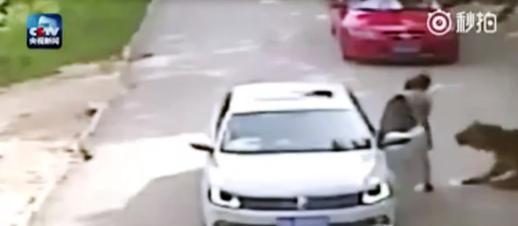 Akılalmaz olay! Kocasıyla tartıştığı sırada arabadan inen kadına kaplan saldırdı... Kaplan sürükleyerek götürdü G2