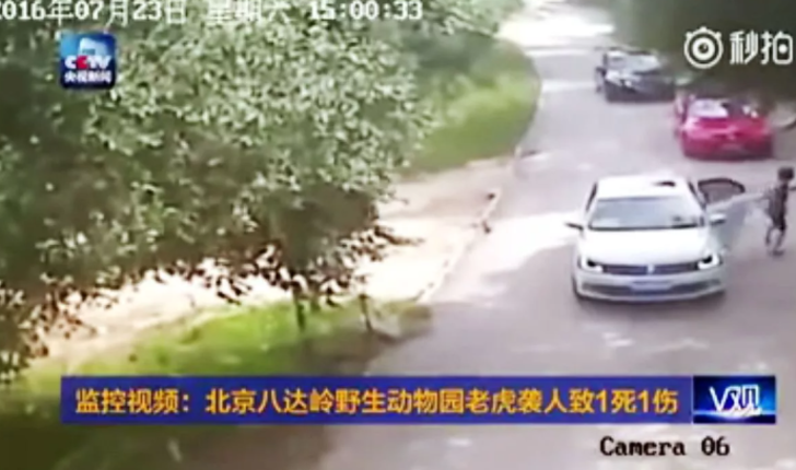 Akılalmaz olay! Kocasıyla tartıştığı sırada arabadan inen kadına kaplan saldırdı... Kaplan sürükleyerek götürdü G3