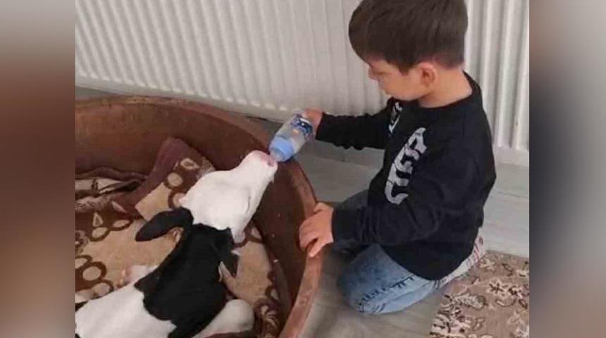 Buzağıyı biberonla besleyen çocuk yürekleri ısıttı