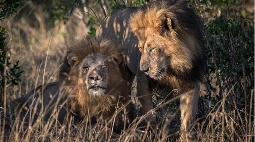 Kenya'da iki eşcinsel aslan sans&uuml;r kurulunun g&uuml;ndeminde yer aldı