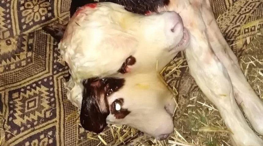 Tokat&rsquo;ta &ccedil;ift başlı buzağı doğdu