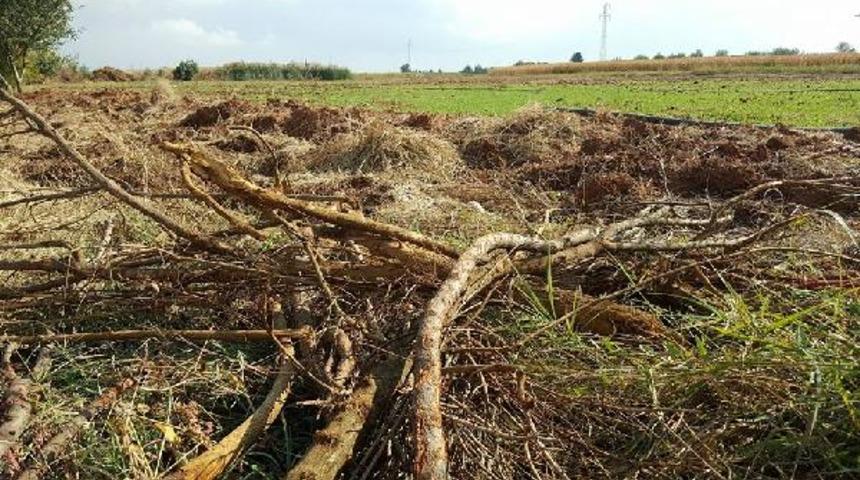 Para etmeyen 1200 nar ağacını kesti