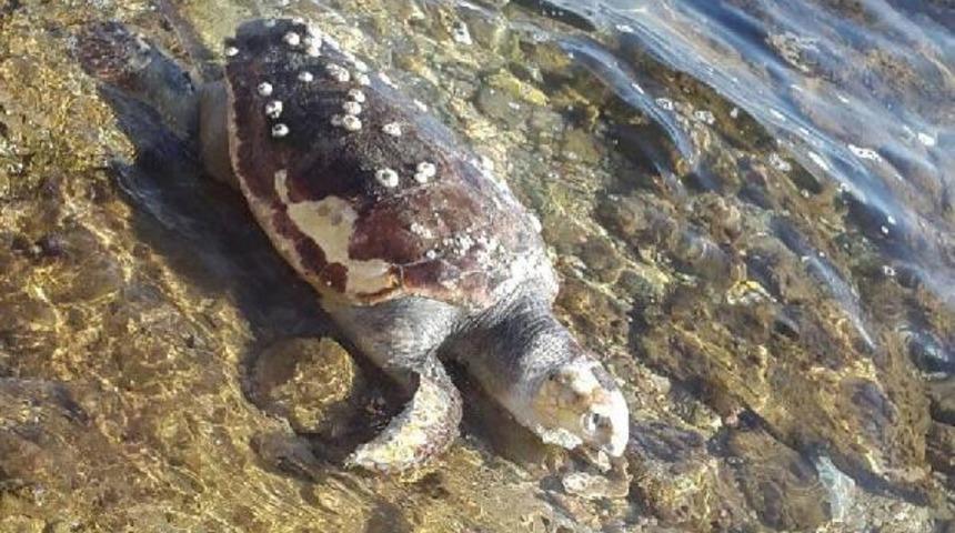 Didim'de &ouml;l&uuml; caretta caretta kıyıya vurdu