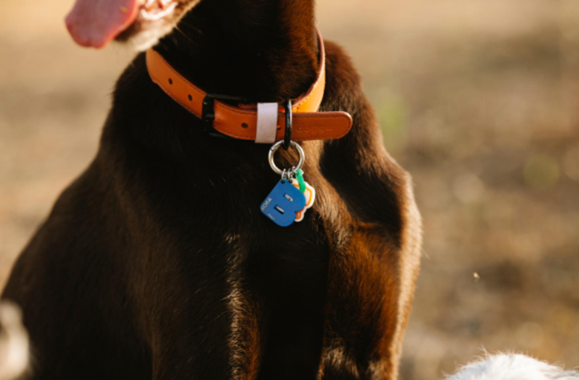 Evcil hayvanlarınızı dışarıda güvende tutacak en iyi tasma modelleri