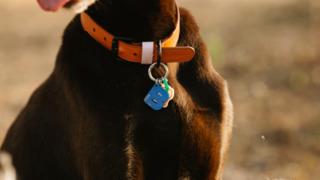 Evcil hayvanlarınızı dışarıda güvende tutacak en iyi tasma modelleri