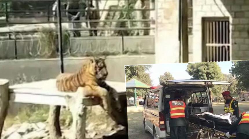 Hayvanat bahçesinde dehşet olay! Gerçek, kaplanın ağzındaki ayakkabıyla ortaya çıktı!