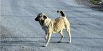 Sokak köpeği dehşeti! Savcılık harekete geçti