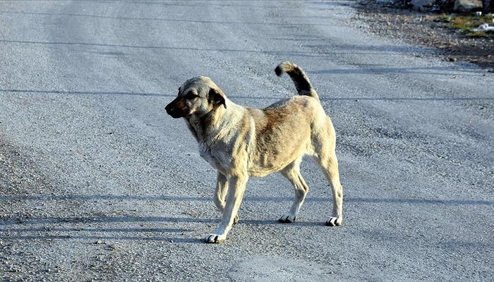 Sokak köpeği dehşeti! Bakan Yerlikaya duyurdu: Soruşturma açıldı