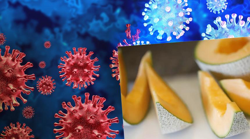 ABD'deki kavunlarda ölümcül risk: Salmonella virüsü! Uzmanlardan korkutan uyarı geldi