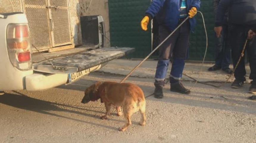 Bahçede havlayan köpeği bıçakladı