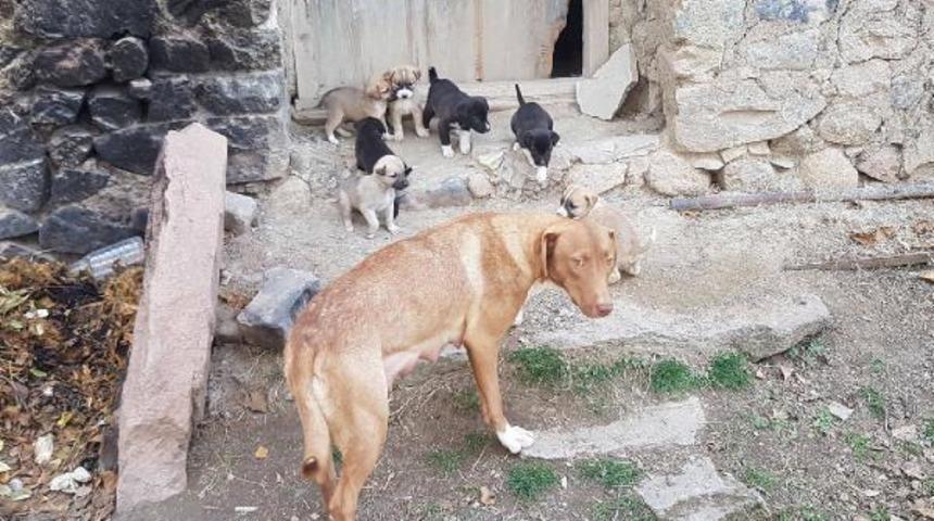 Yavrulayan sokak köpeğine mahalleli sahip çıktı