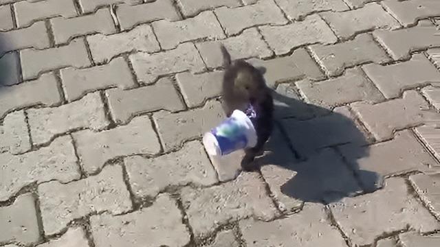 O anlar kamerada! Vatandaştan kafasını ayran kutusuna sıkıştıran yavru kediyi 'kurtarma operasyonu'