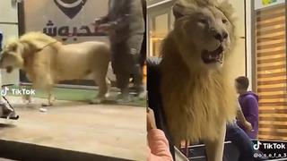 Şaşkına çeviren görüntü! AVM'ye aslanıyla geldi