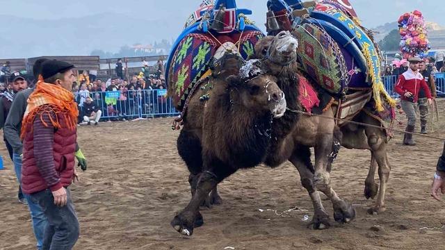 Alaşehir’de deve güreşi kültürü yaşatılıyor