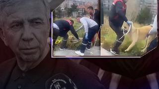 Ankara'da sokak köpeği götürülürken gerginlik! Mansur Yavaş'a isyan etti: Oy yok sana bizden