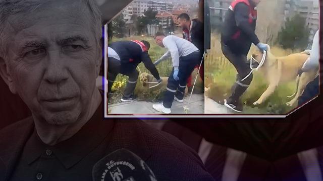 Ankara'da sokak köpeği götürülürken gerginlik! Mansur Yavaş'a isyan etti: Oy yok sana bizden