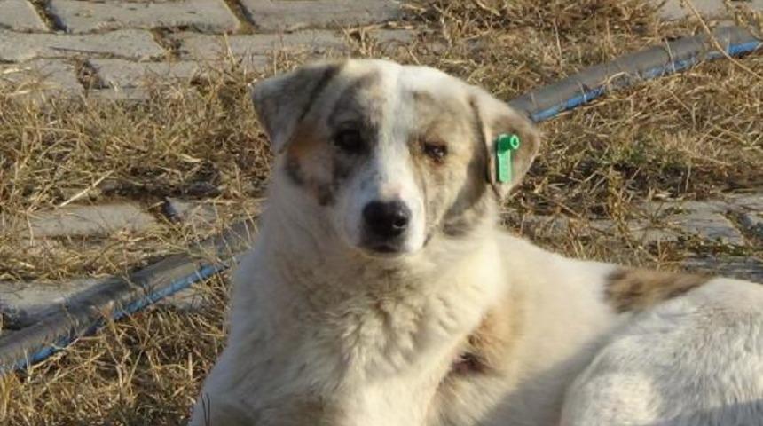 Iğdır’da aşılanan sokak hayvanları küpeleniyor