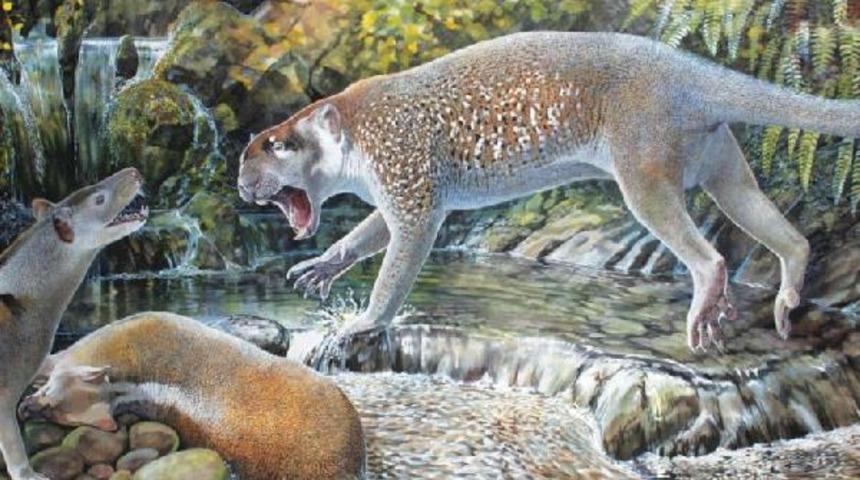 Avustralya’da 18 milyon yıl önceki ‘marsupial aslan’ türü ortaya çıktı 