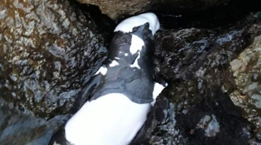 Yavru Akdeniz foku &ouml;l&uuml; bulundu