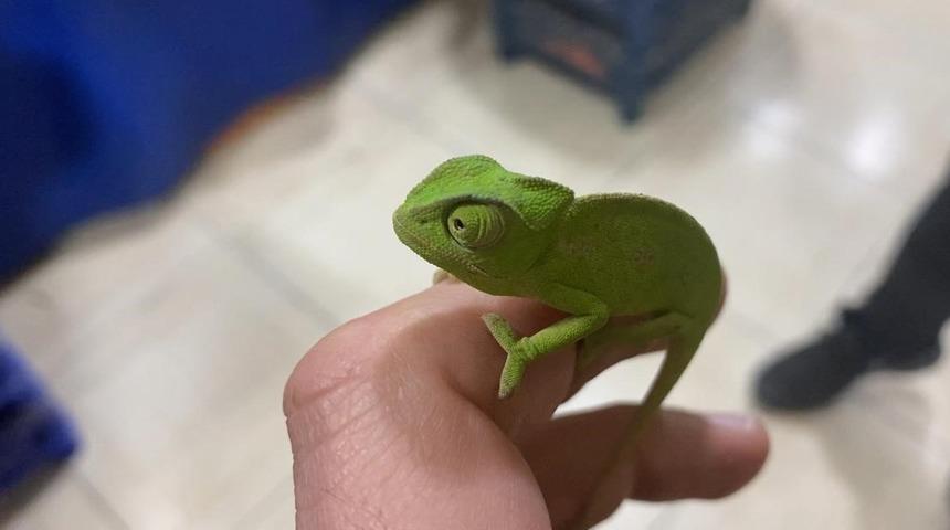 Gözlerine inanamadı! Mandalina kolisinden çıkan şey şaşkına çevirdi